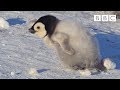 Super cute penguin chick tries to make friends | Snow Chick: A Penguin's Tale - BBC