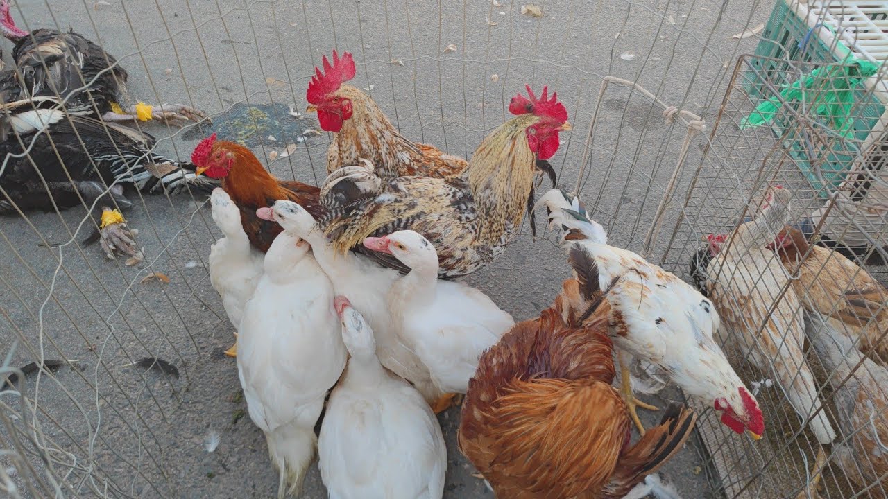 Feira de galinhas em canafístula de Frei Damião. P. dos índios. Alagoas. 16/02/2026