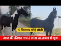 5 marwari horses for sale