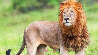 Wild Lion - Leão o Predador mais Temido da Natureza -  #shorts