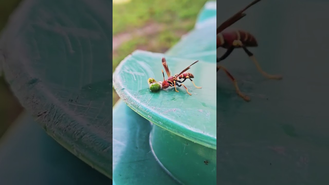 wasp feeding off a larva
