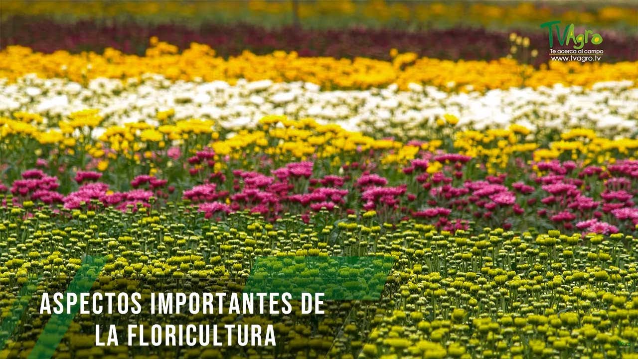Aspectos importantes de la floricultura - TvAgro por Juan Gonzalo Angel  Restrepo - thptnganamst.edu.vn