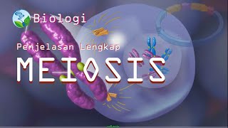 The Process of Cell Division by Meiosis