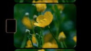 Austin Crute - Notoké Official Lyric Video