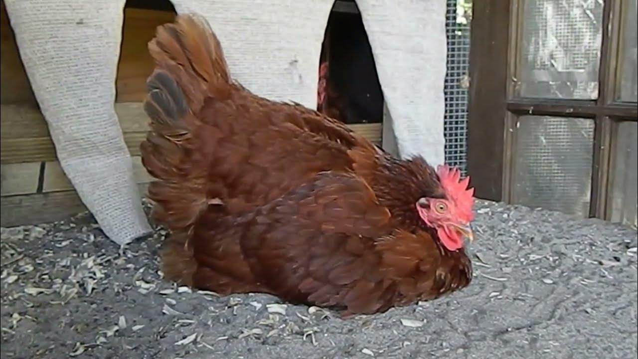 About Rhode Island Red Chickens and a broody Rir. for backyard pets and