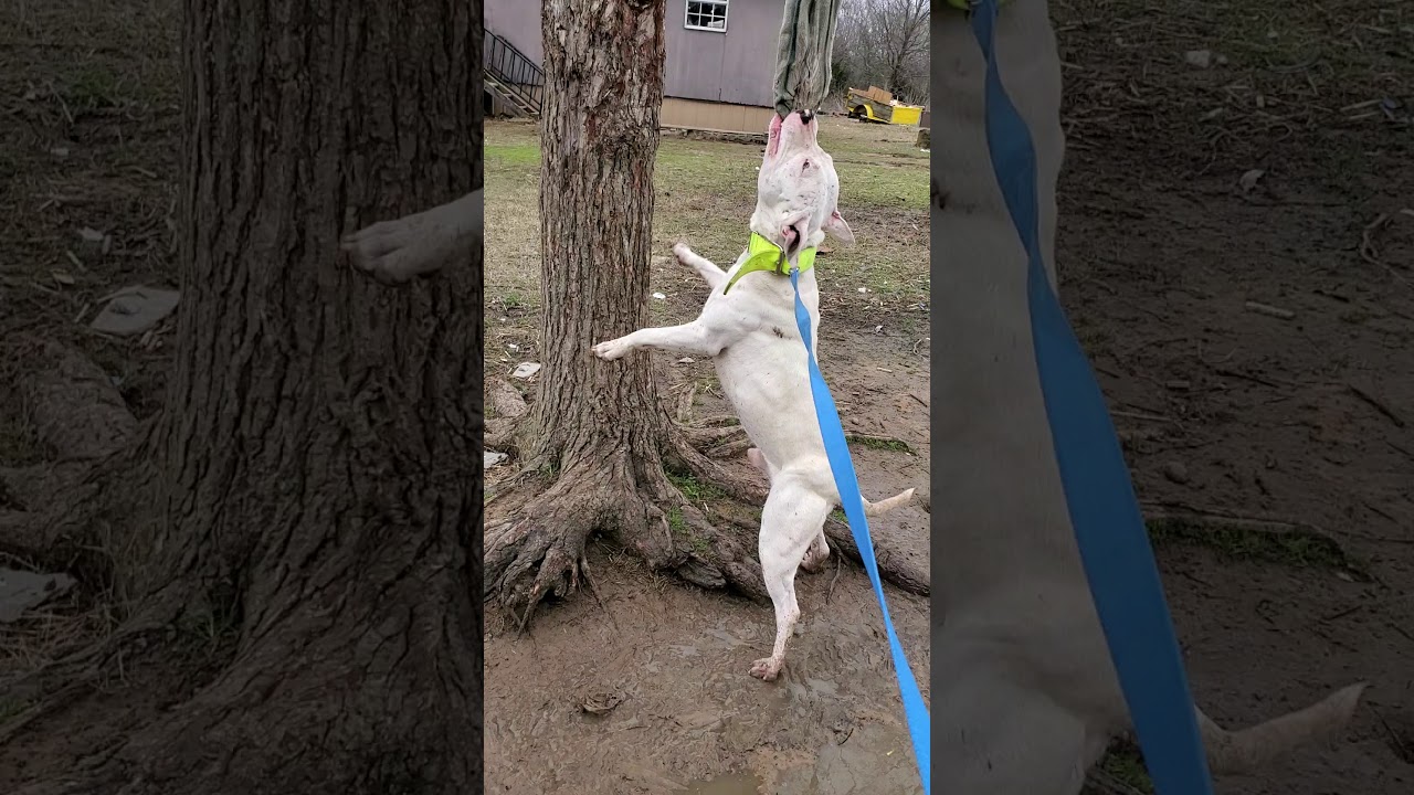 Bull Terrier American Bulldog mix, Kane