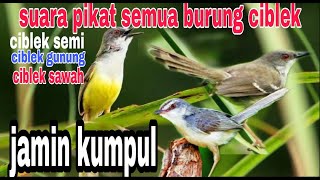 SUARA PIKAT BURUNG CIBLEK,ciblek keristal, ciblek semi, ciblek gunung, ciblek sawah