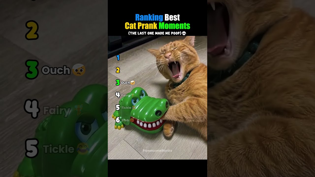 Ranking Best Cat Prank Moments😂