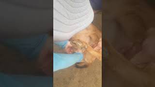 Vídeo Aula Como Castrar De Volta Para Caprinos E Ovinos, Só Com As As Mãos