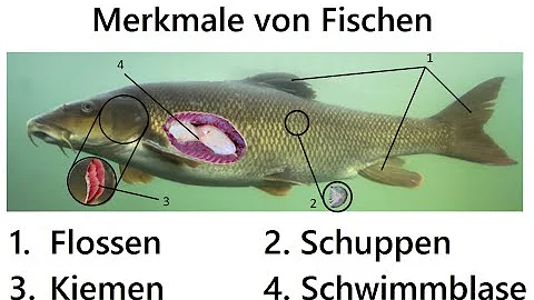 Was ist ein Fisch Merkmale?
