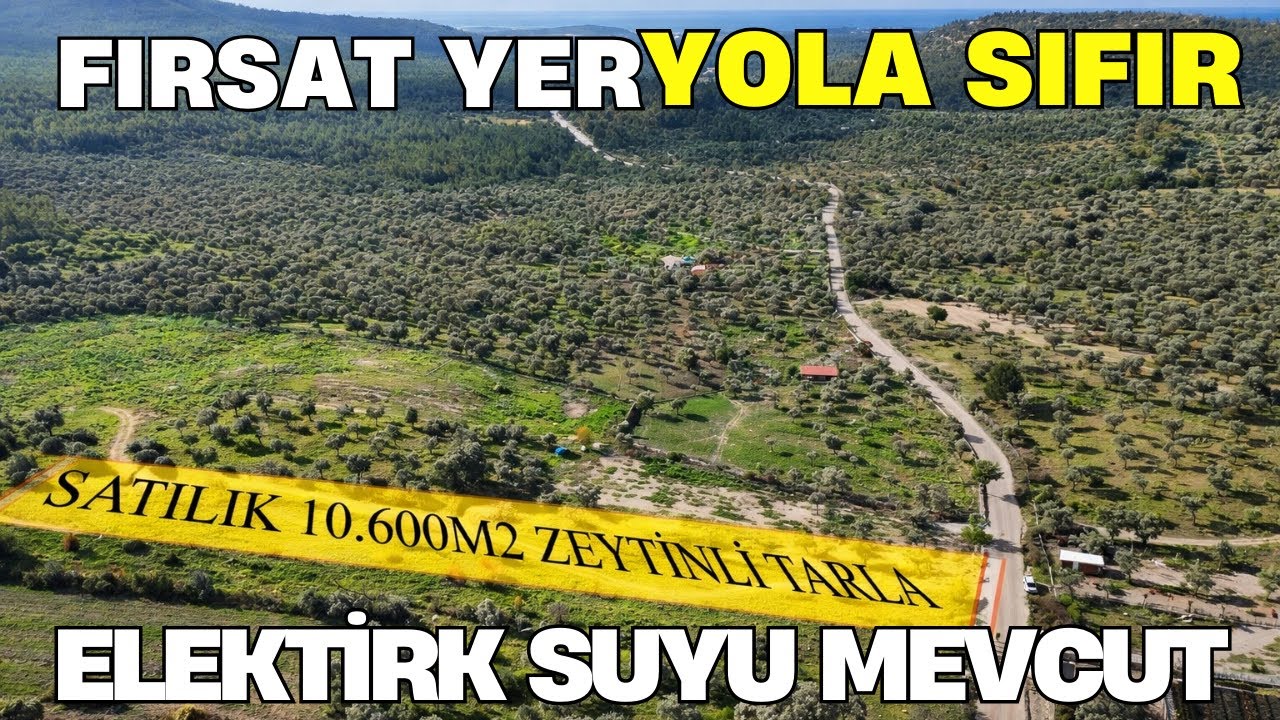 Muğla Milas Gürçamlarda Ana Yolla Sıfır Yer Düz Zeytinli Tarla Mükemmel Yerde 