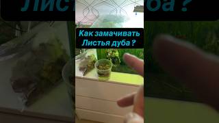 Рецепт дубовой настойки для аквариума