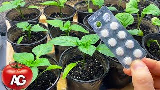 The seedlings turn green and grow before your eyes! Just two tablets per liter of water