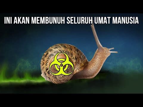 Video: Bolehkah siput laut membunuh anda?