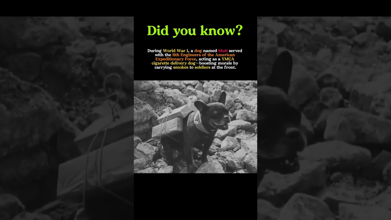 The Cigarette Dog of WWI: How “Mutt” Boosted Troop Morale at the Front