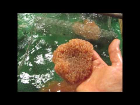 How to Catch Catfish During the Spawn - Poor Catfishing Conditions from YouTube · Duration: 6 minutes 59 seconds · 784 views · uploaded on 5/23/2017 · uploaded by Dieter Melhorn Fishing How to Catch Catfish During the Spawn - Poor Catfishing Conditions from YouTube · Duration: 6 minutes 59 seconds · 784 views · uploaded on 5/23/2017 · uploaded by Dieter Melhorn Fishing