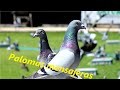 Colombofilia el arte de cuidar palomas mensajeras  competencias de palomas mensajeras