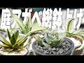 1年間放置したアガベを全て植え替えてカッコよく仕立て直してみた