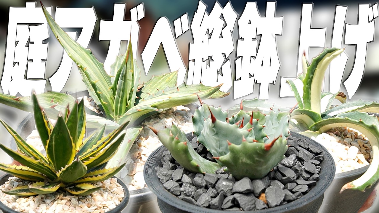 1年間放置したアガベを全て植え替えてカッコよく仕立て直してみた