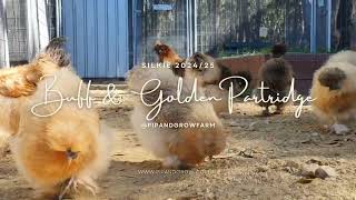 Silkie Buff & Gold Partridge 2024/25 breeders @pipandgrowfarm