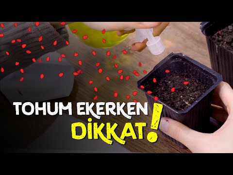 ATA | Tohumlar Nasıl Ekilir?