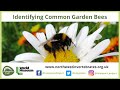 Identifying Common UK Garden Bees