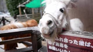 思いっきり家族で温泉・番外編ショートムービー　【２０１７】大江戸温泉物語　箕面