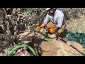 Septic Tank in a Cactus Patch