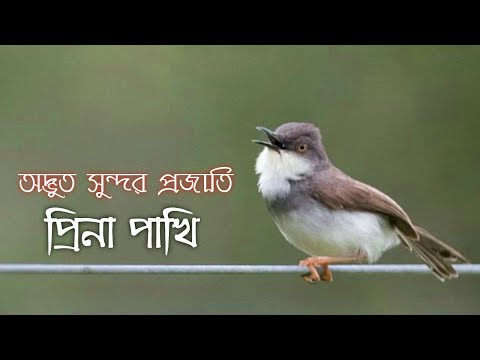 ভিডিও: গ্রেসফুল অ্যাকশন