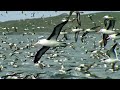 Worlds largest albatross colony  blue planet  bbc earth