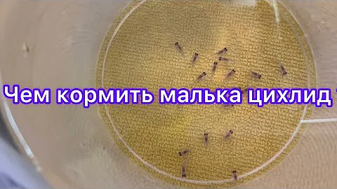 Чем кормить мальков цихлид