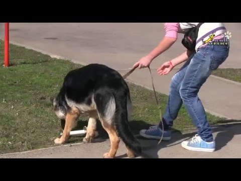 Как научить собаку приносить палку, подзыв в помощь обучению апортировке