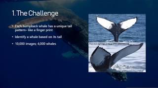 Whale Tails Neural Network Short Version