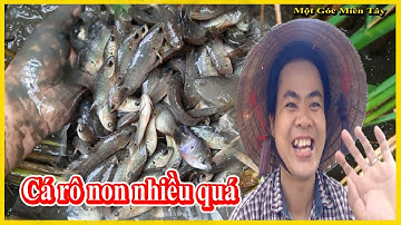 Cách bắt cá rô non trên ruộng lúa độc và lạ chỉ có ở miền tây-  Fishing - Một Góc Miền Tây vlogs