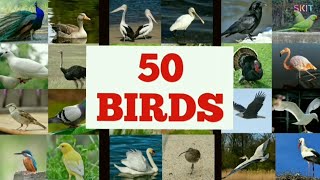 @SKIT   50 Different BIRDS