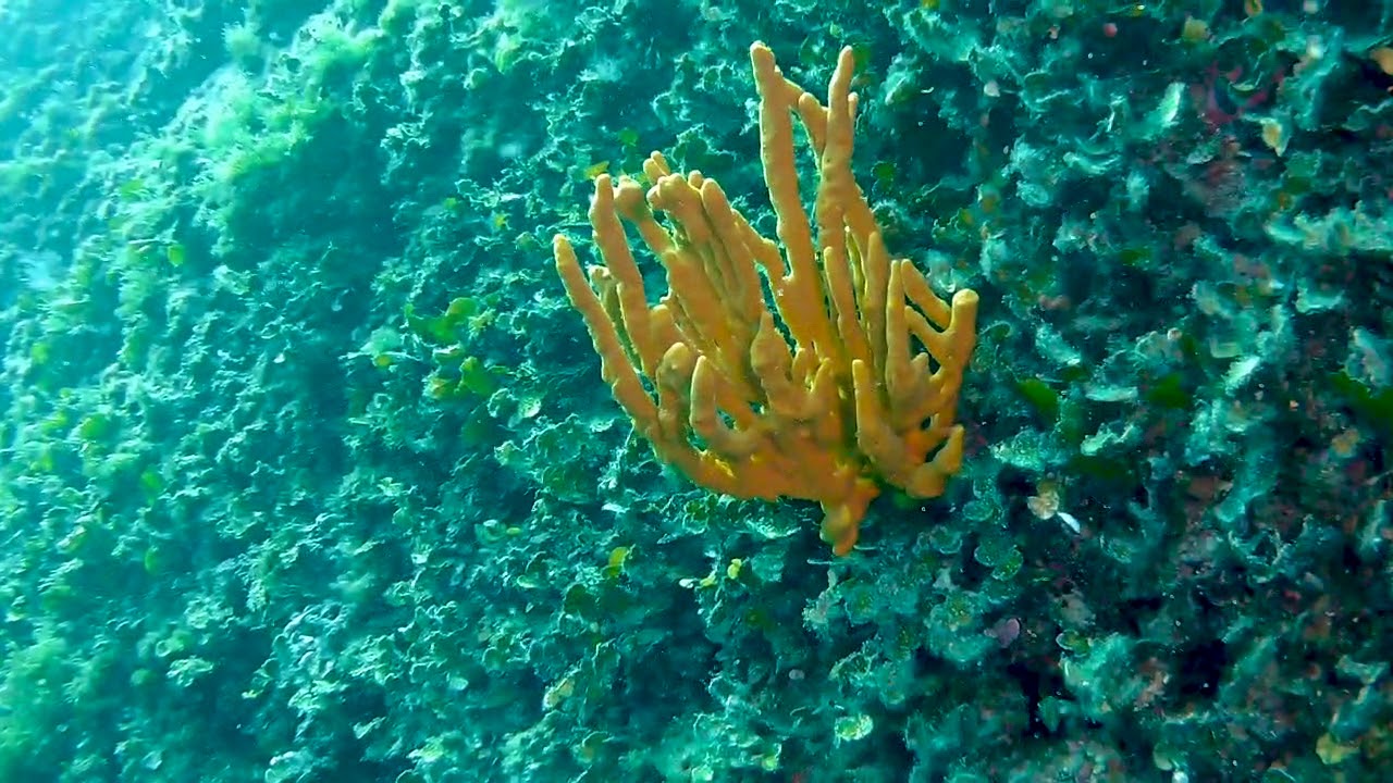 Freediving at Cap Dramont, Saint Raphael
