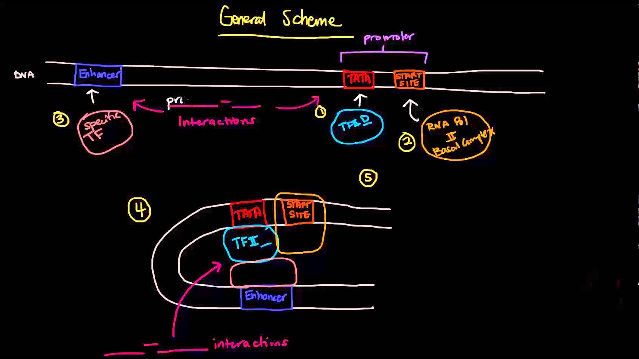 Eukaryotic Transcription Factors ハードカバー Eukaryotic Transcription Factors ハードカバー Eukaryotic