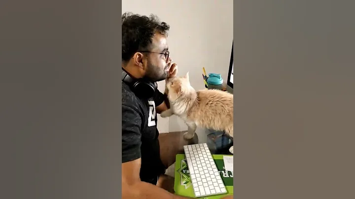 Watch the video about U r just mine .. 😺😺#cats #cat #catlover #catsforever #meow #workfromhome #pets #catpets #munchkin