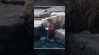 The bear saved the crow's life.😍 #shorts