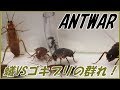 蟻戦争#164 トゲオオハリアリVSゴキブリの群れ~かえりみない覚悟~編【English subtitles】~ant vs hordes of cockroaches~