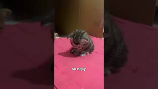 He's so eepy🐱🥹