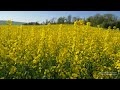 4K Yellow Rapeseed-fields spring SWITZERLAND スイス