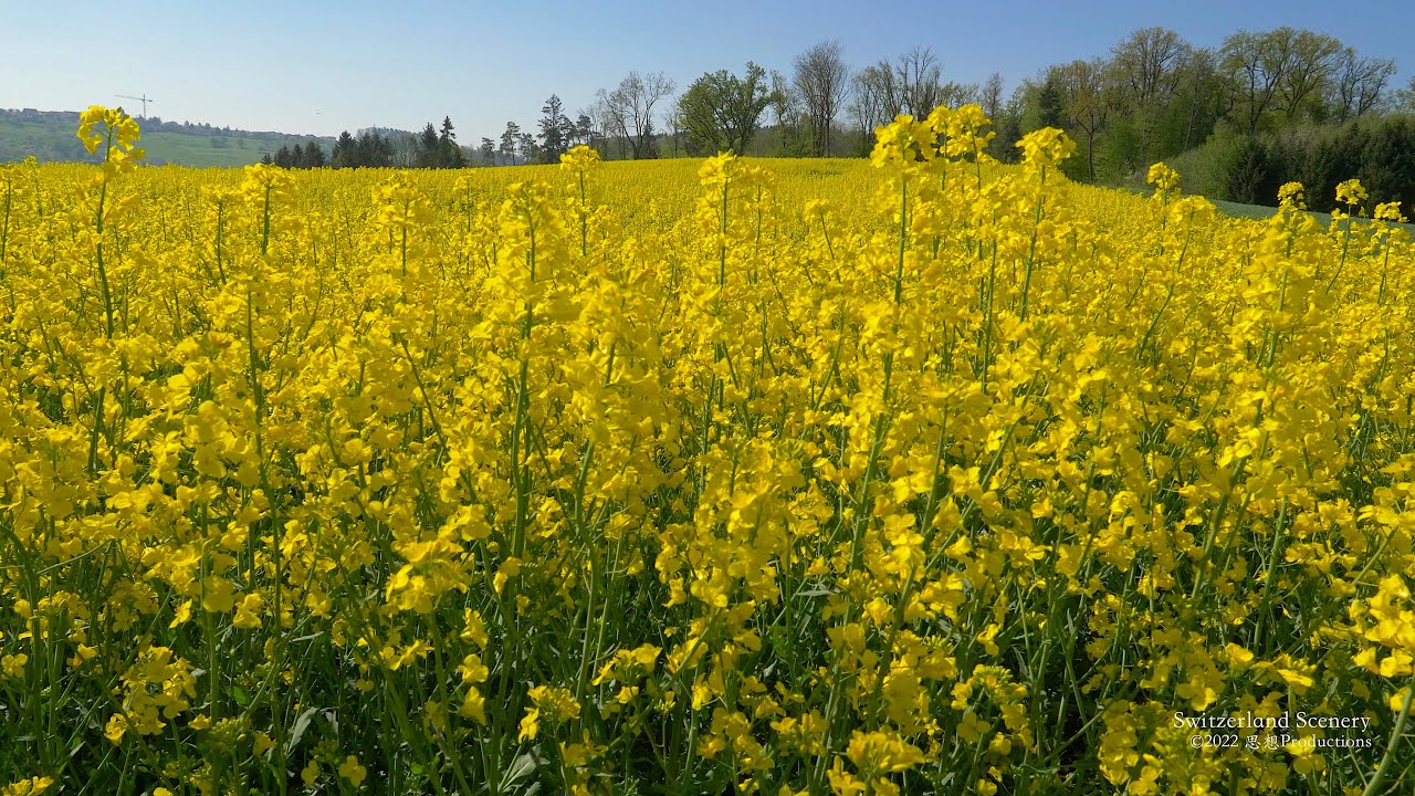4K Yellow Rapeseed-fields spring SWITZERLAND スイス