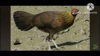 suab poj qaib seev tuaj zoo heev 16/3/2024