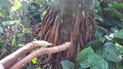 RỄ CAU TREO phương thuốc dân gian tuyệt vời cho sức khỏe nam giới.