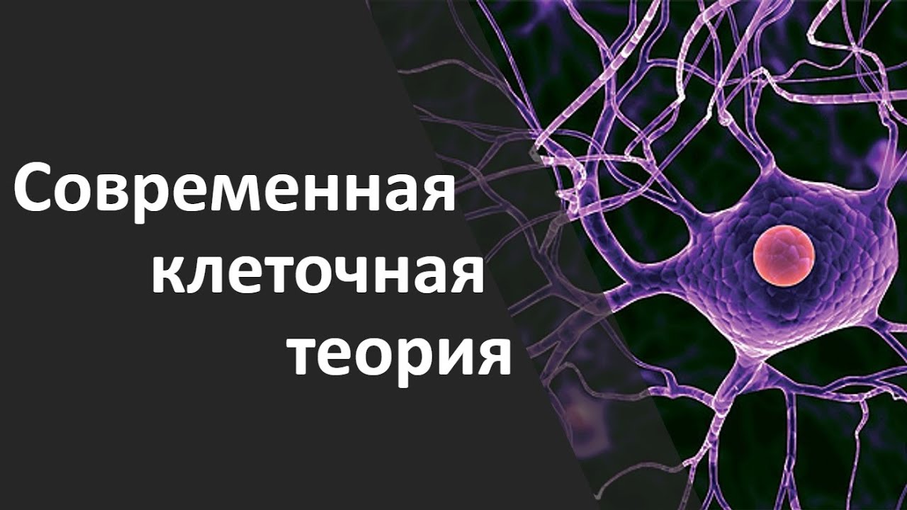 2.1 Современная клеточная теория - YouTube