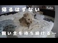 1泊2日のお留守番中にトラブル発生・・・【トイプードル】