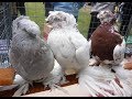 21.04.19. Выставка голубей г.Курганинск ч2 .   Exhibition of pigeons Kurganinsk P2.