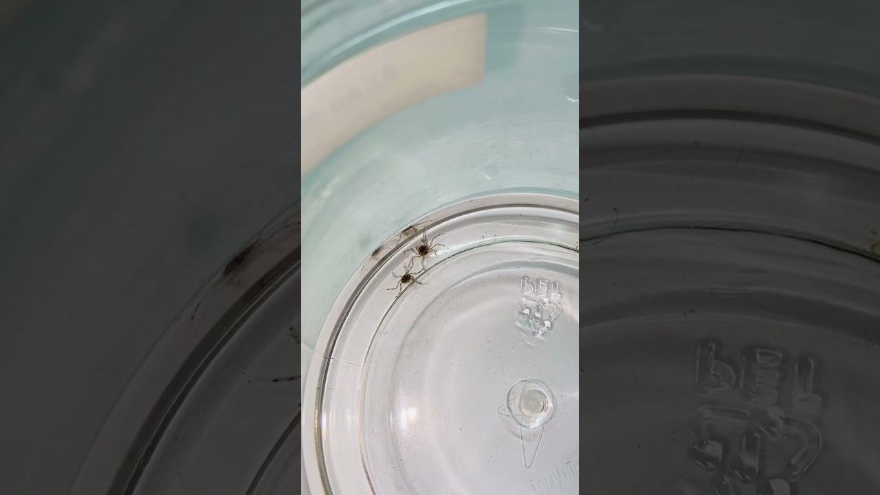 Thai Micro Crabs (Intro)