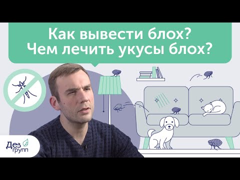 Как избавиться от блох в квартире и доме? Чем лечить их укусы? | Советы СЭС